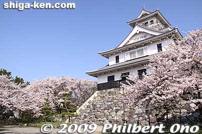 Keywords: shiga nagahama castle tower donjon cherry blosssoms sakura spring flowers
