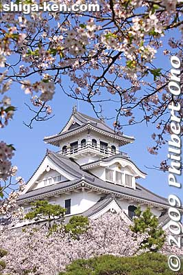 Keywords: shiga nagahama castle tower donjon cherry blosssoms sakura spring flowers shigabestsakura