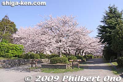 Keywords: shiga nagahama castle cherry blosssoms sakura spring flowers