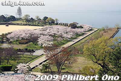 Keywords: shiga nagahama castle tower donjon cherry blossoms sakura flowers 