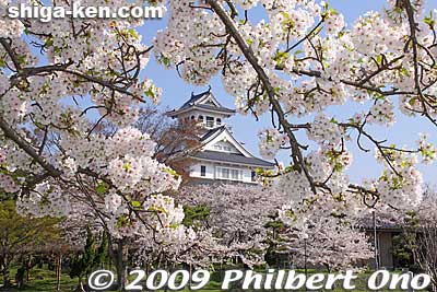 Nagahama Castle and cherry blossoms.
Keywords: shiga nagahama japancastle tower donjon cherry blossoms sakura flowers japanharu shigabestsakura