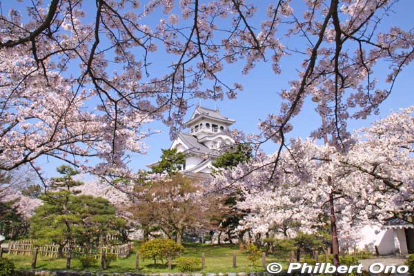 Nagahama Castle
Keywords: shiga nagahama castle tower donjon cherry blossoms sakura flowers 