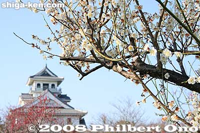 Nagahama Castle and plum blossoms.
Keywords: shiga nagahama castle plum blossoms ume flowers