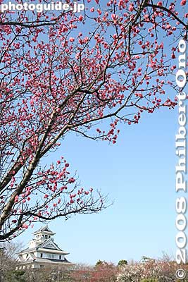 Plum tree and Nagahama Castle.
Keywords: shiga nagahama castle plum blossoms ume flowers