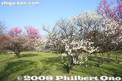 Plum blossoms, Hokoen Park, Nagahama, Shiga
Keywords: shiga nagahama castle plum blossoms ume japanflower