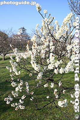 Keywords: shiga nagahama castle plum blossoms ume flowers