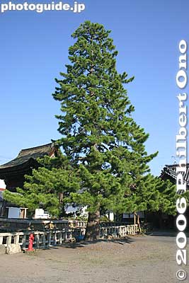 Tree
Keywords: shiga nagahama daitsuji temple Buddhist Jodo Shinshu Otani