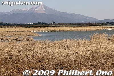 This area seen here has been flooded with water as part of the biotope. Reed beds now flourish. Mt. Ibuki is in the background. These pictures were taken in Feb.
Keywords: shiga nagahama hayasaki hayazaki naiko attached lake biotope