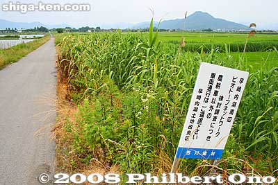 On the right of the flooded section are rice paddies not yet flooded. Shiga wants to eventually purchase all the reclaimed land and flood the entire area to restore Hayasaki Naiko.
Keywords: shiga nagahama hayasaki hayazaki naiko attached lake biotope reeds
