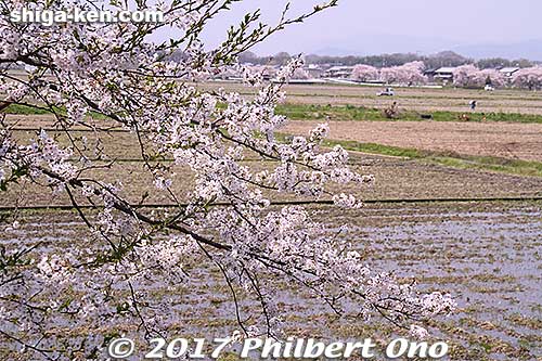Mt. Toragozen is near JR Torahime Station on the Hokuriku Line. Mt. Toragozen is an easy walk. [url=http://goo.gl/maps/8QN5l]MAP[/url]
Keywords: shiga nagahama Torahime Toragozen sakura cherry blossoms flowers