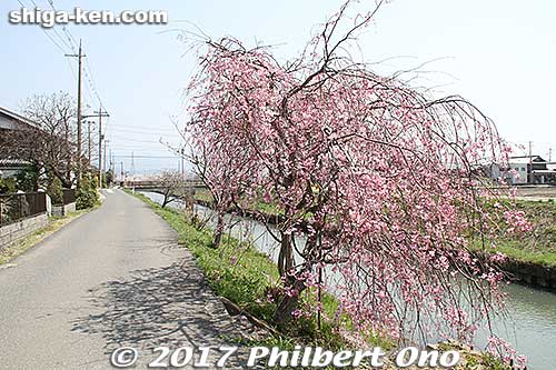 Weeping cherry blossoms on the way to Toragozen-yama.
Keywords: shiga nagahama Torahime Toragozen sakura cherry blossoms flowers