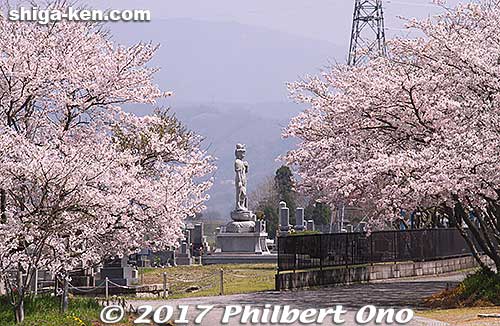 Buddha statue in a cemetery framed by cherry blossoms.
Keywords: shiga nagahama Torahime Toragozen sakura cherry blossoms flowers