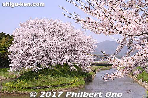 Toragozen-yama cherry blossoms
Keywords: shiga nagahama Torahime Toragozen sakura cherry blossoms flowers japanharu shigabestsakura