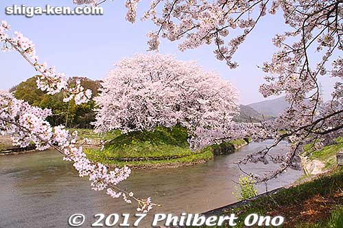 Cherry blossoms near Toragozen-yama in Nagahama.
Keywords: shiga nagahama Torahime Toragozen sakura cherry blossoms flowers japanharu shigabestsakura