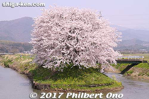 Cherry blossoms in the middle of the river near Toragozen-yama, Nagahama.
Keywords: shiga nagahama Torahime Toragozen sakura cherry blossoms flowers shigabestsakura