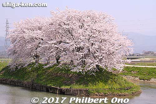 Keywords: shiga nagahama Torahime Toragozen sakura cherry blossoms flowers
