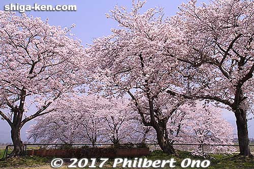 Near Toragozen-yama
Keywords: shiga nagahama Torahime Toragozen sakura cherry blossoms flowers shigabestsakura