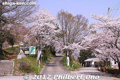 Entrance to Toragozen-yama in spring during cherry blossoms season in mid-April.
Keywords: shiga nagahama Torahime Toragozen sakura cherry blossoms flowers