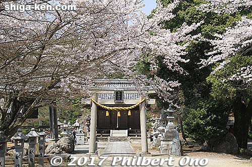 Yaai Shrine torii on Toragozen-yama. 矢愛神社
Keywords: shiga nagahama Torahime Toragozen sakura cherry blossoms flowers