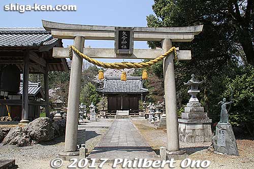 Yaai Shrine torii on Toragozen-yama.
Keywords: shiga nagahama Torahime Toragozen sakura cherry blossoms flowers