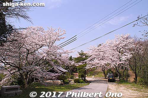 Keywords: shiga nagahama Torahime Toragozen sakura cherry blossoms flowers