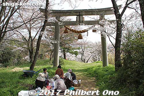 Only a few local people enjoyed the fantastic cherry blossoms on Toragozen-yama.
Keywords: shiga nagahama Torahime Toragozen sakura cherry blossoms flowers
