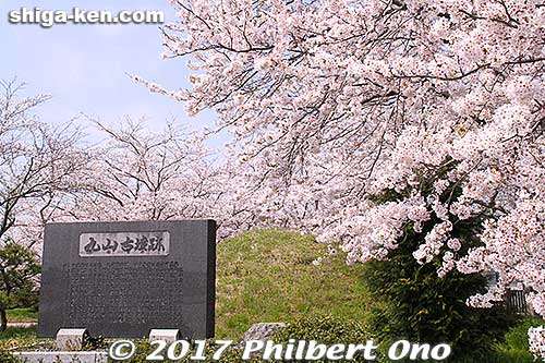 Maruyama Tumulus 丸山古墳
Keywords: shiga nagahama Torahime Toragozen sakura cherry blossoms flowers