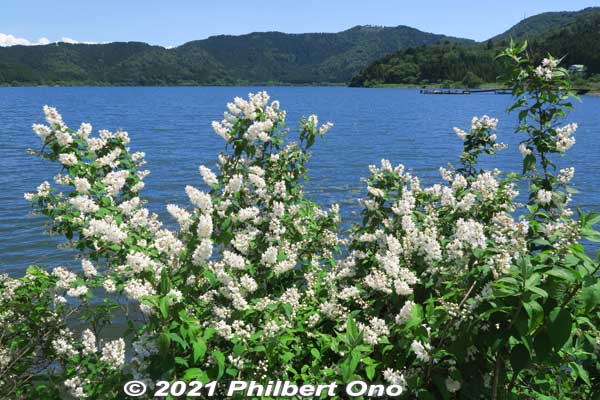 In May, these white flowers. 
Keywords: shiga nagahama lake yogo