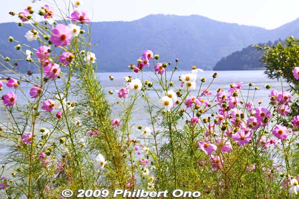 In autumn (late Sept.), cosmos autumn flowers along Lake Yogo.
Keywords: shiga nagahama lake yogo