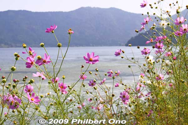 Autumn flowers at Lake Yogo, a small scenic lake next to northern Lake Biwa.
Keywords: shiga nagahama lake yogo japanlake
