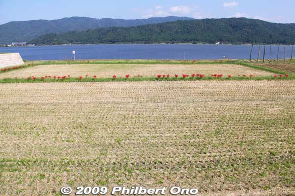 Rice already harvested by late Sept.
Keywords: shiga nagahama lake yogo