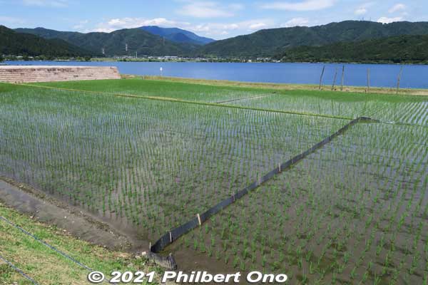 Rice paddies in late May.
Keywords: shiga nagahama lake yogo