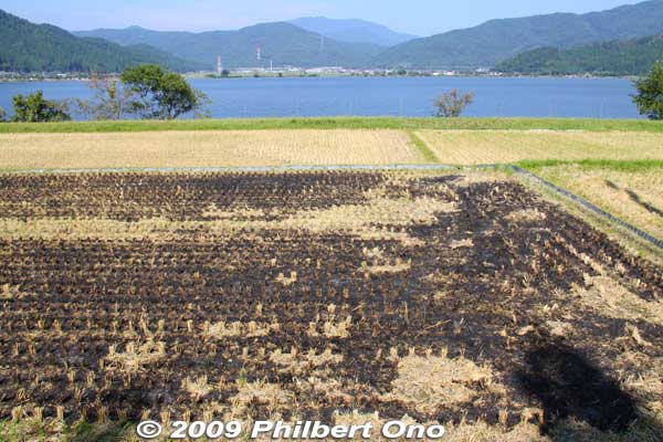 Rice paddies in late Sept.
Keywords: shiga nagahama lake yogo