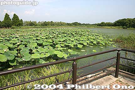 Lotus pond at Oku Biwa Sports no Mori. In summer, the lotus bloom.
Keywords: shiga prefecture biwacho lake biwa