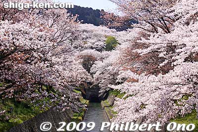 Lake Biwa Canal and cherry blossoms in full bloom. They also light up the trees at night from 6:30 pm-9:30 pm. Beautiful and serene.
Keywords: shiga prefecture otsu biwako sosui canal lake biwa cherry blossoms sakura otsusakura shigabestsakura