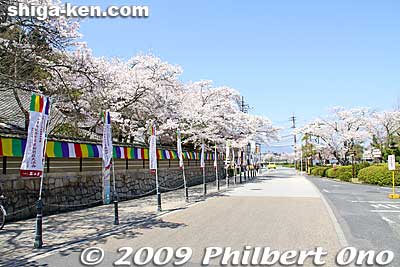Cherry trees also greet you at the temple.
Keywords: shiga otsu ishiyama-dera temple cherry blossoms sakura