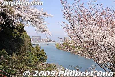The bridges are for the highway and shinkansen trains.
Keywords: shiga otsu ishiyama-dera buddhist temple cherry blossoms sakura otsusakura