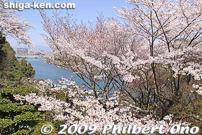 Keywords: shiga otsu ishiyama-dera buddhist temple cherry blossoms sakura