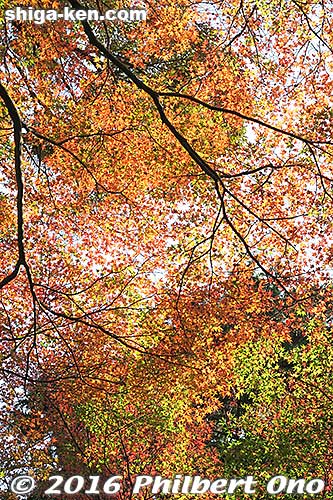 Lots of autumn colors in Ishiyama-dera.
Keywords: shiga otsu ishiyama-dera buddhist temple autumn leaves fall