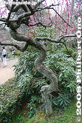 Plum tree
Keywords: shiga otsu ishiyama-dera buddhist temple plum blossoms