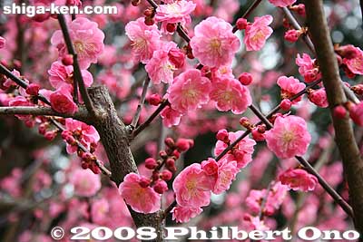 Plum blossoms
Keywords: shiga otsu ishiyama-dera buddhist temple plum blossoms