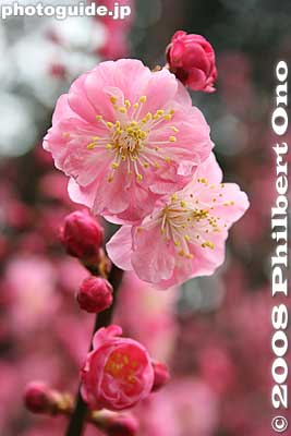 Keywords: shiga otsu ishiyama-dera buddhist temple plum blossoms