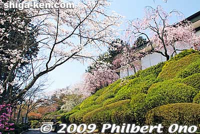 Ishiyama-dera's weeping cherries and azalea bushes to bloom in late April.
Keywords: shiga otsu ishiyama-dera buddhist temple cherry blossoms sakura otsusakura