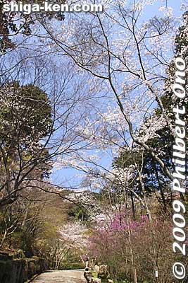 Keywords: shiga otsu ishiyama-dera buddhist temple cherry blossoms sakura