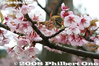 Early-blooming cherry blossoms.
Keywords: shiga otsu ishiyama-dera buddhist temple cherry blossoms sakura