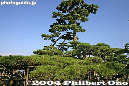 Karasaki Pine Tree is the third generation tree since the original one was planted 1,400 years ago. Current pine tree was planted in 1887.  
Keywords: shiga prefecture otsu karasaki pine tree omi hakkei shigabestviews