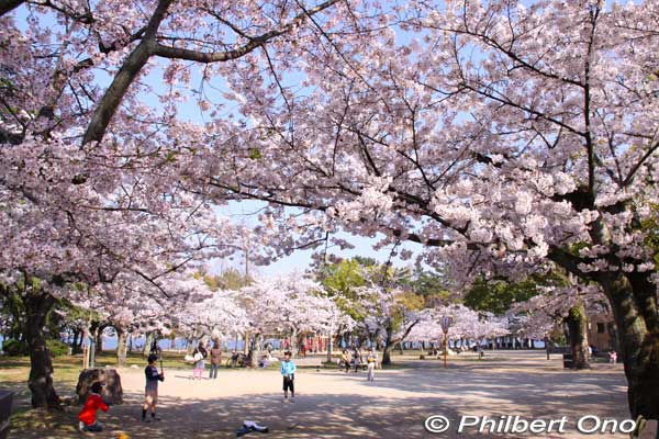 Zeze Castle Park also has No. 4 High School cherry blossoms planted here in memory of the college rowers from Kanazawa University who died in a rowing accident on Lake Biwa in April 1941.
Keywords: shiga otsu lakefront zeze castle cherry blossoms sakura otsusakura shigabestsakura