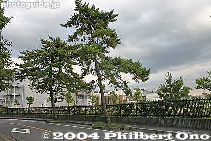 Pine trees of Awazu. This road is near the lakeshore. 粟津
Keywords: shiga otsu omi hakkei awazu pine trees