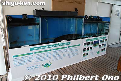 During Aug. 2010, they displayed some native Lake Biwa fish in fish tanks on the boat.
Keywords: shiga otsu lake biwa cruise michigan paddlewheel boat