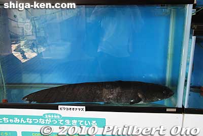 Lake Biwa catfish, a native species not found anywhere else in the world.
Keywords: shiga otsu lake biwa cruise michigan paddlewheel boat